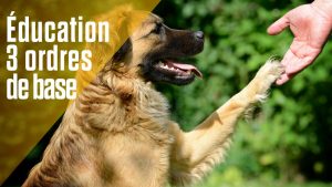 Education du chien : les bases de l'éducation canine