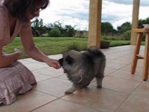 Education d'un chiot de 6 semaines au clicker training