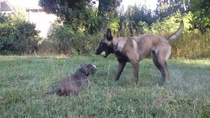 ÉDUCATION PAR LE CHIEN EDUCATION CANINE CHIOT ET CHIEN ADULTE