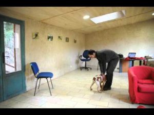 Education sur un chiot gestion des mordillements