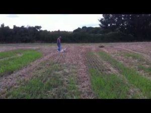 Entrainement chien d'arrêt : Setter Anglais