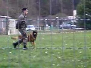 Entrainement d'un chien militaire