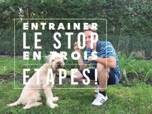 Entraîner le STOP pour interrompre un comportement non désiré chez le chien