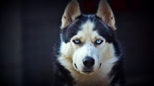 Husky de Sibérie : tout savoir sur cette race de chien