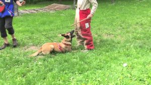 Jack malinois 1 mois en pension dressage