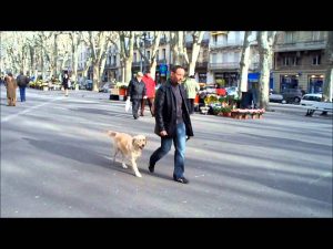 Jeux éducation canine à domicile et milieu urbain dressage chiens et chiots