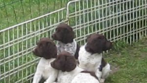 Jeux et auto-dressage des chiots