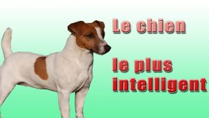 Le Chien Le plus Intelligent