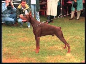 Le Doberman chien de garde