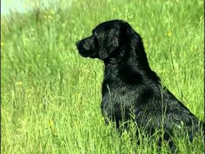 Le Labrador Retriever : Origine, personnalité, éducation, santé, hygiène, choix du chiot