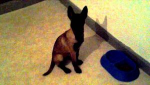 Malinois - Comment dresser son chien ?