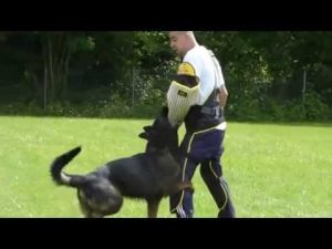 Matériel de dressage et combinaison pour l'entraînement professionnel du chien