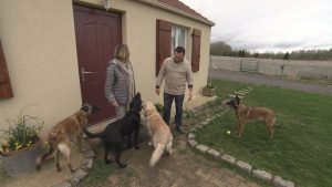 Plusieurs chiens à la maison : bien gérer sa meute