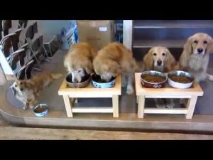 REPAS POUR CHIEN DRESSER