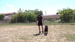 ROTTWEILER EDUCATION CANINE