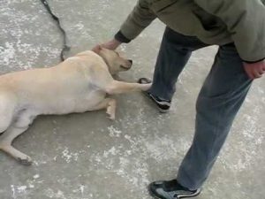 Séance de dressage d’obéissance chien labrador