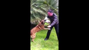 STAGE DRESSAGE D'UN CHIEN SUR UN HOMME