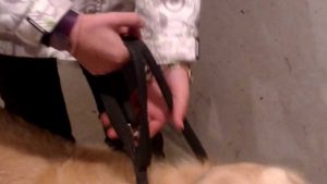 Technique pour bien tenir son chien en laisse