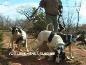 Techniques de dressage des chiens aux sangliers