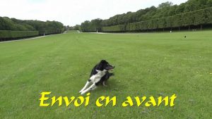 Tenue de chien : Border collie exercices avec le sifflet