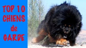 TOP 10 DES MEILLEURS CHIENS DE GARDE