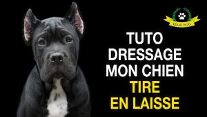 TUTO MON CHIEN TIRE EN LAISSE [DRESSAGE]