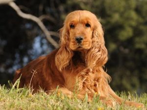 Un cocker dans un centre de dressage