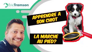 Vidéo comment apprendre la marche au pied du chiot et chien