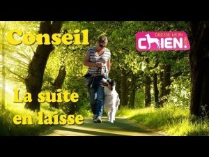 Vidéo pour faire marcher le chien ou le chiot au pied avec collier et laisse ?